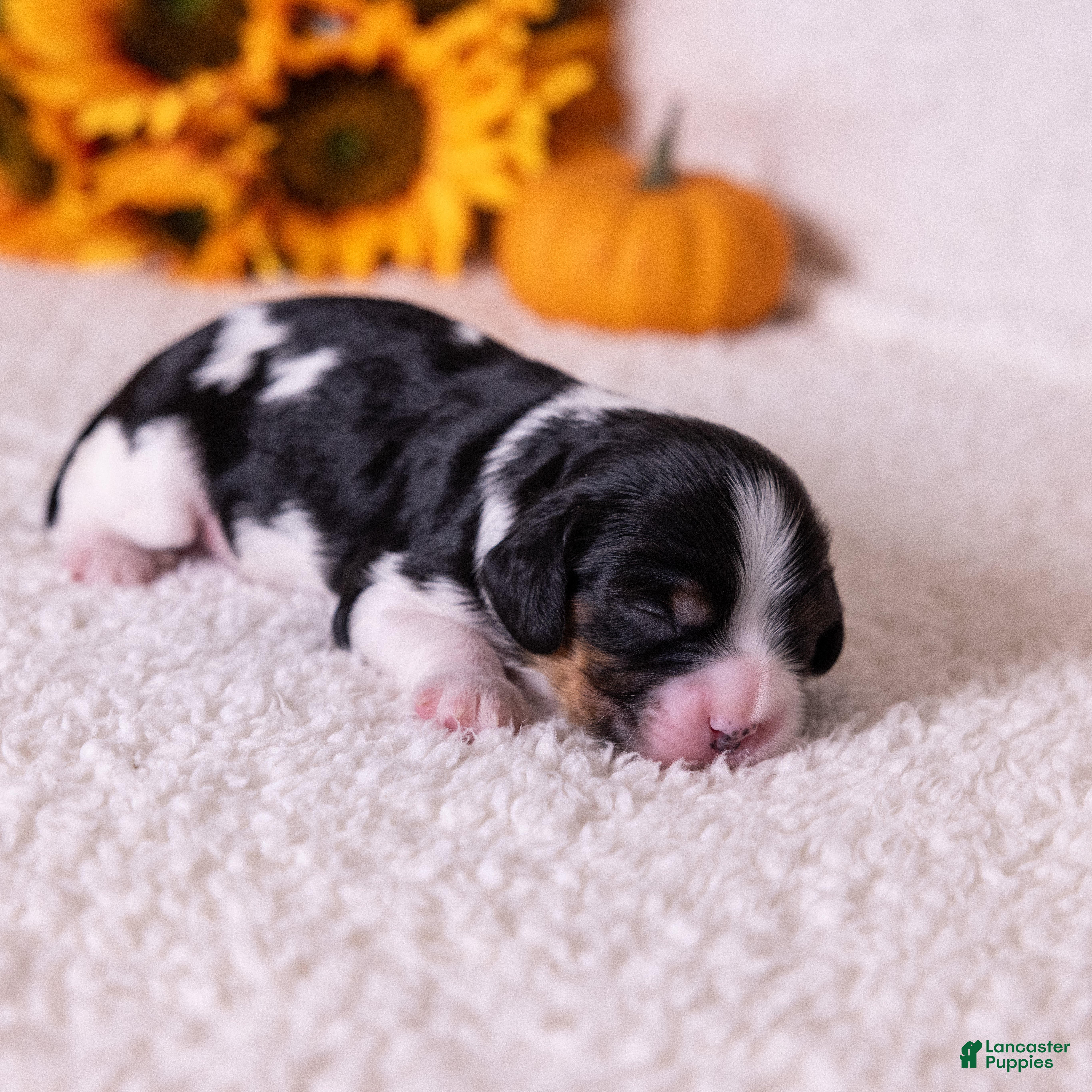 Cavalier King Charles Spaniel dogs Buck - Ad 2