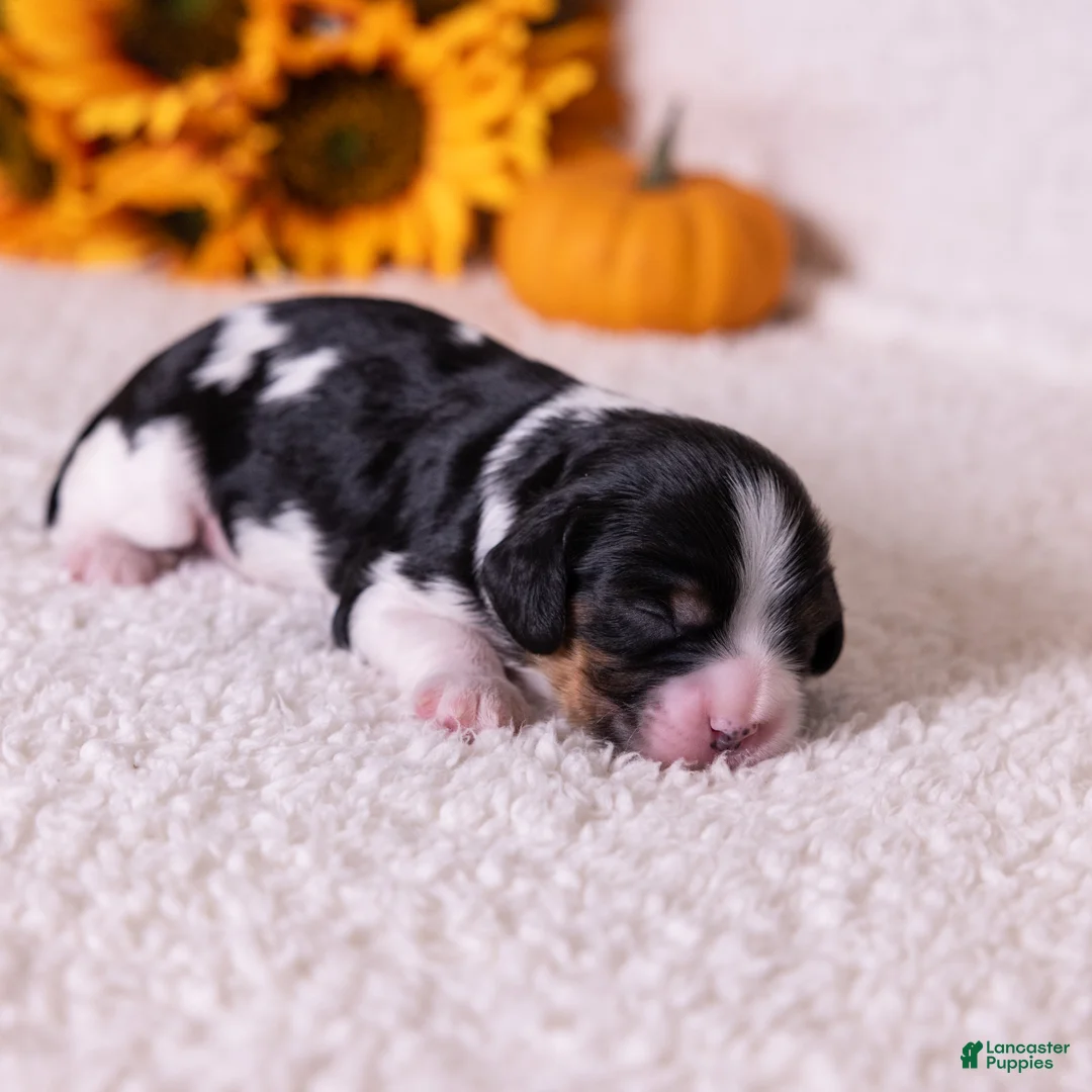 Cavalier King Charles Spaniel dogs for sale: Buck - Ad 2