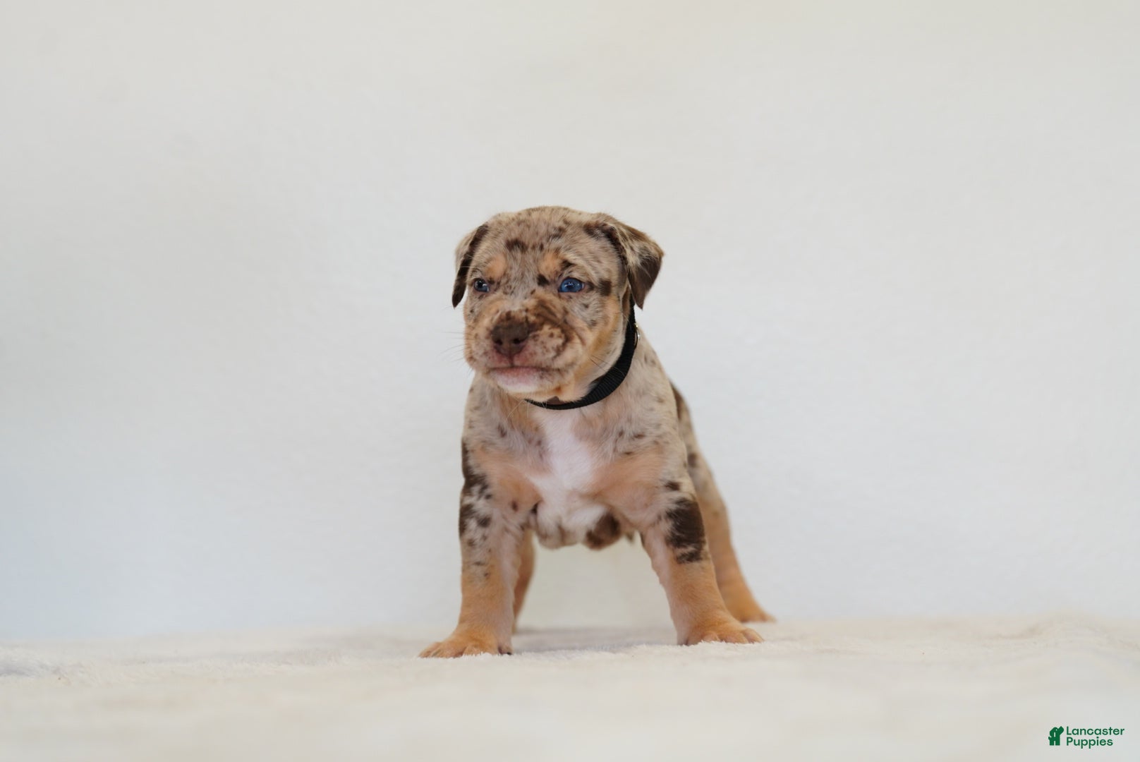 American Bully dogs American Bully 4 - Ad 2