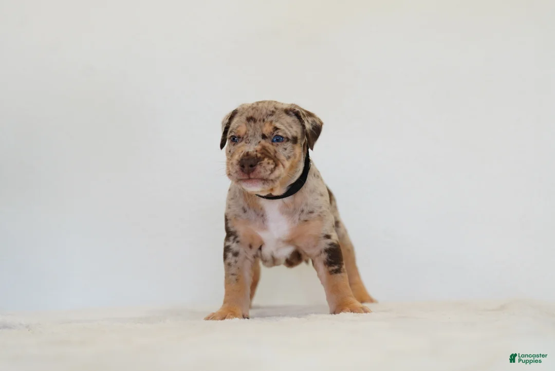 American Bully dogs for sale: American Bully 4 - Ad 2