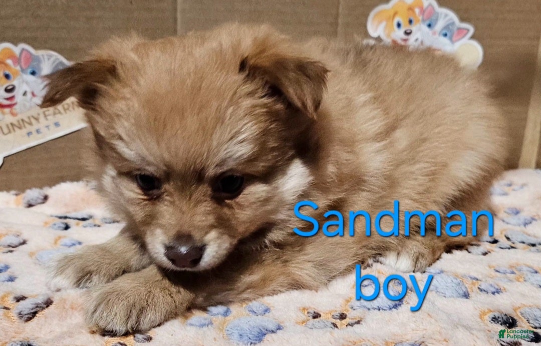 Mixed Breed dogs Aussiepom pup, "Sandman" - Ad 23