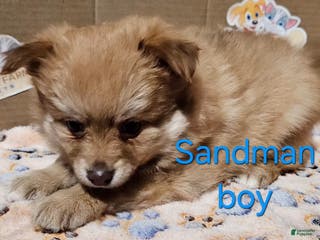 Mixed Breed dogs Aussiepom pup, "Sandman" - Ad 23