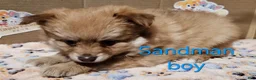 Mixed Breed dogs for sale: Aussiepom pup, "Sandman" - Ad 1