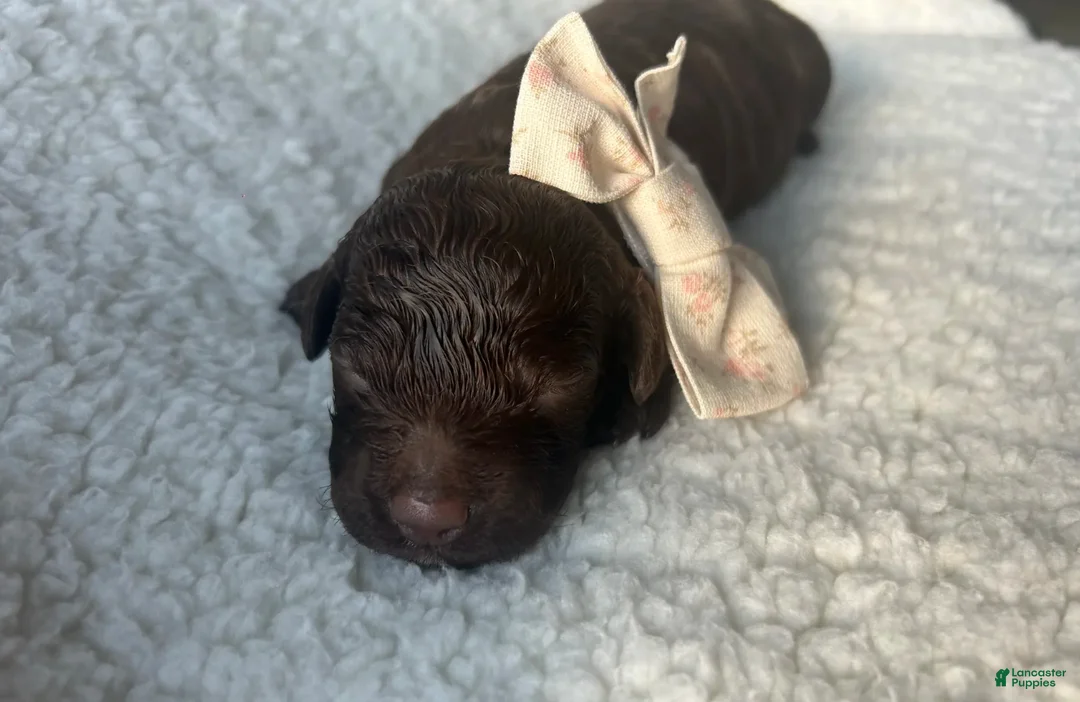 Lagotto Romagnolo dogs for sale: Lou - Ad 1