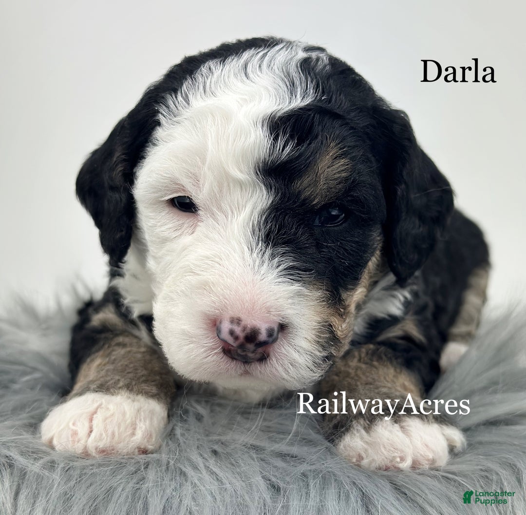 Mini Bernedoodle dogs for sale: Darla - Ad 2