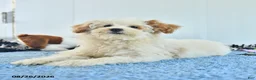 Pomapoo dogs for sale: Freddy - Ad 8