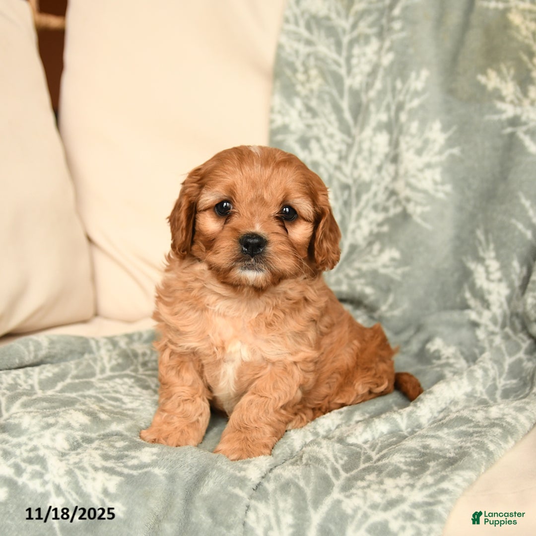 Cavapoo dogs for sale: Snickers - Ad 2