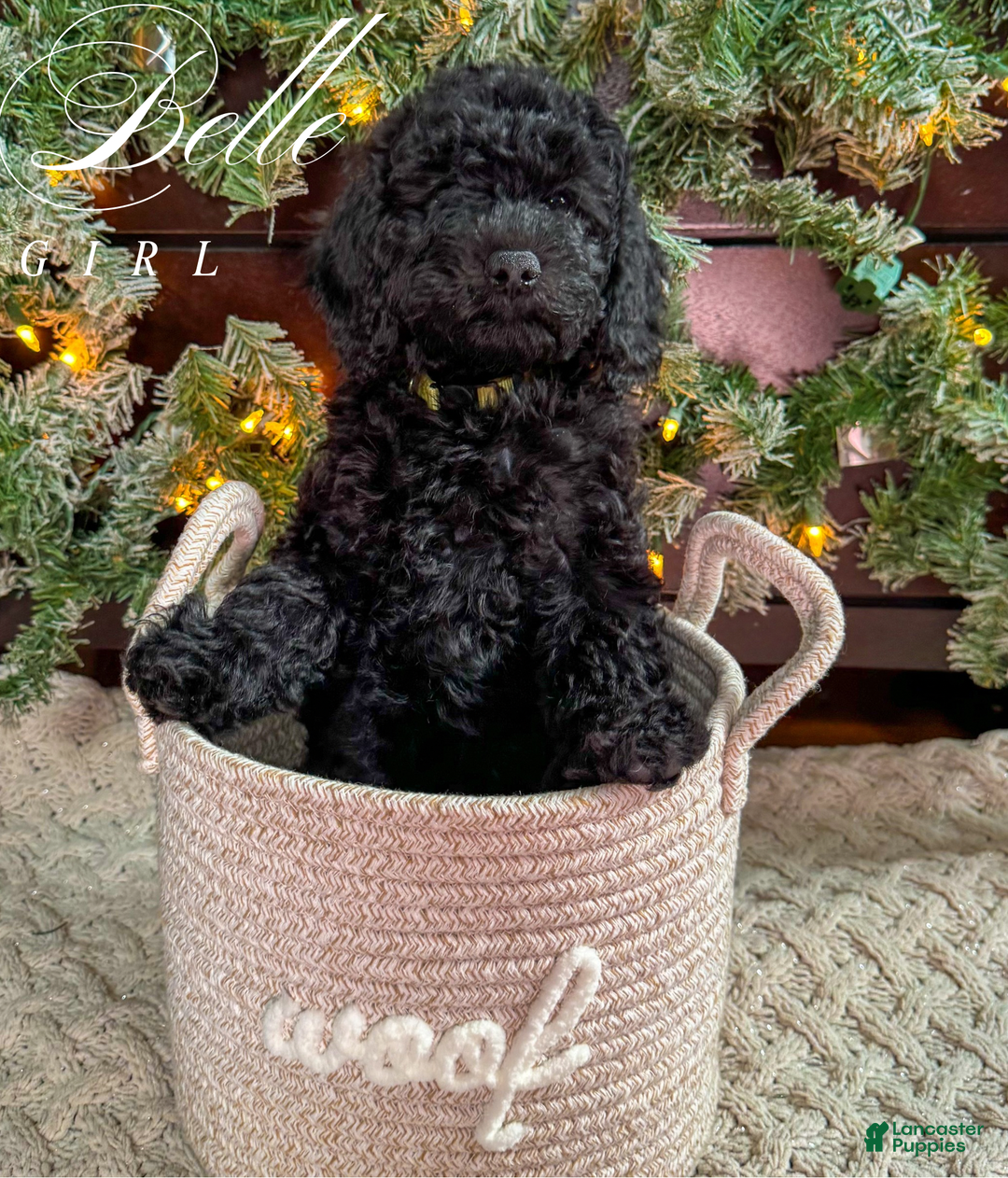 Mini Goldendoodle dogs for sale: Mini Goldendoodle Puppy 1 - Ad 9