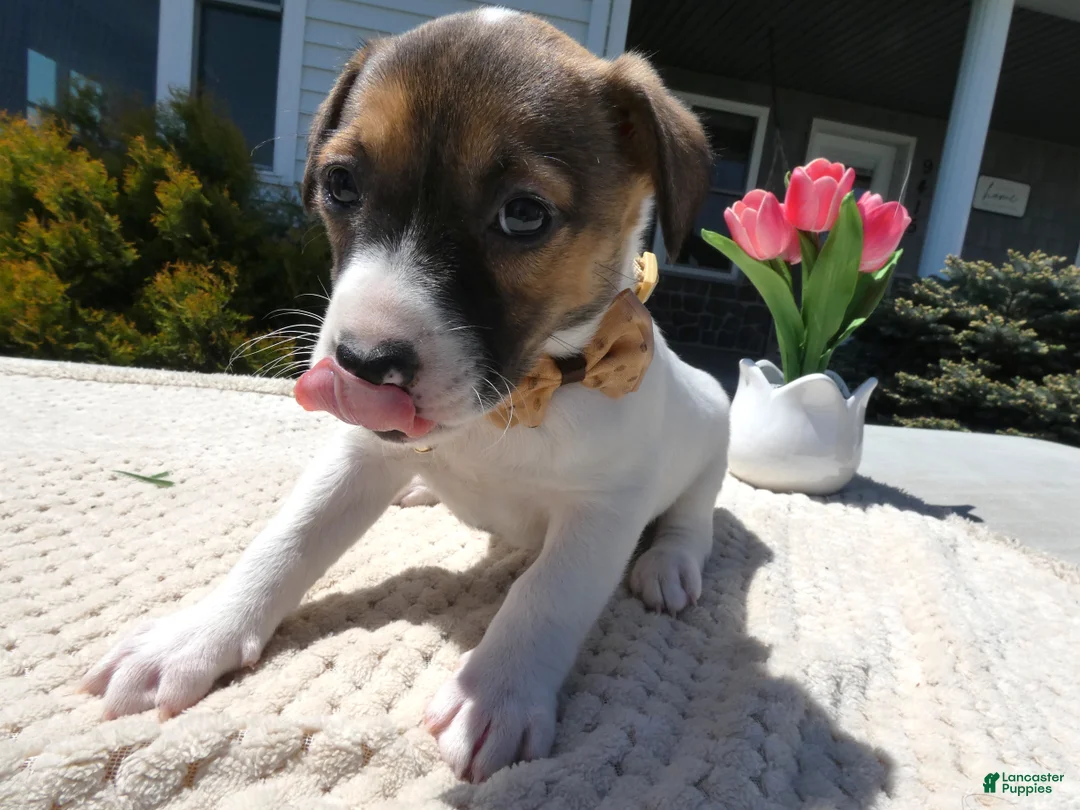 Jack Russell Terrier dogs for sale: Jack Russell Terrier Puppy 4 Snappy - Ad 1