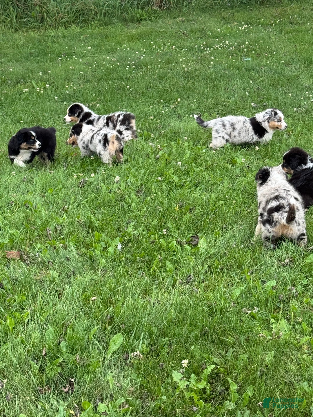 Australian Shepherd dogs for sale: Toothless - Ad 10