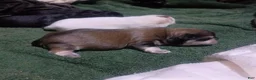 Mixed Breed dogs for sale: ShiChi 2 - Ad 4