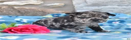 French Bulldog dogs for sale: Breeze - Ad 6