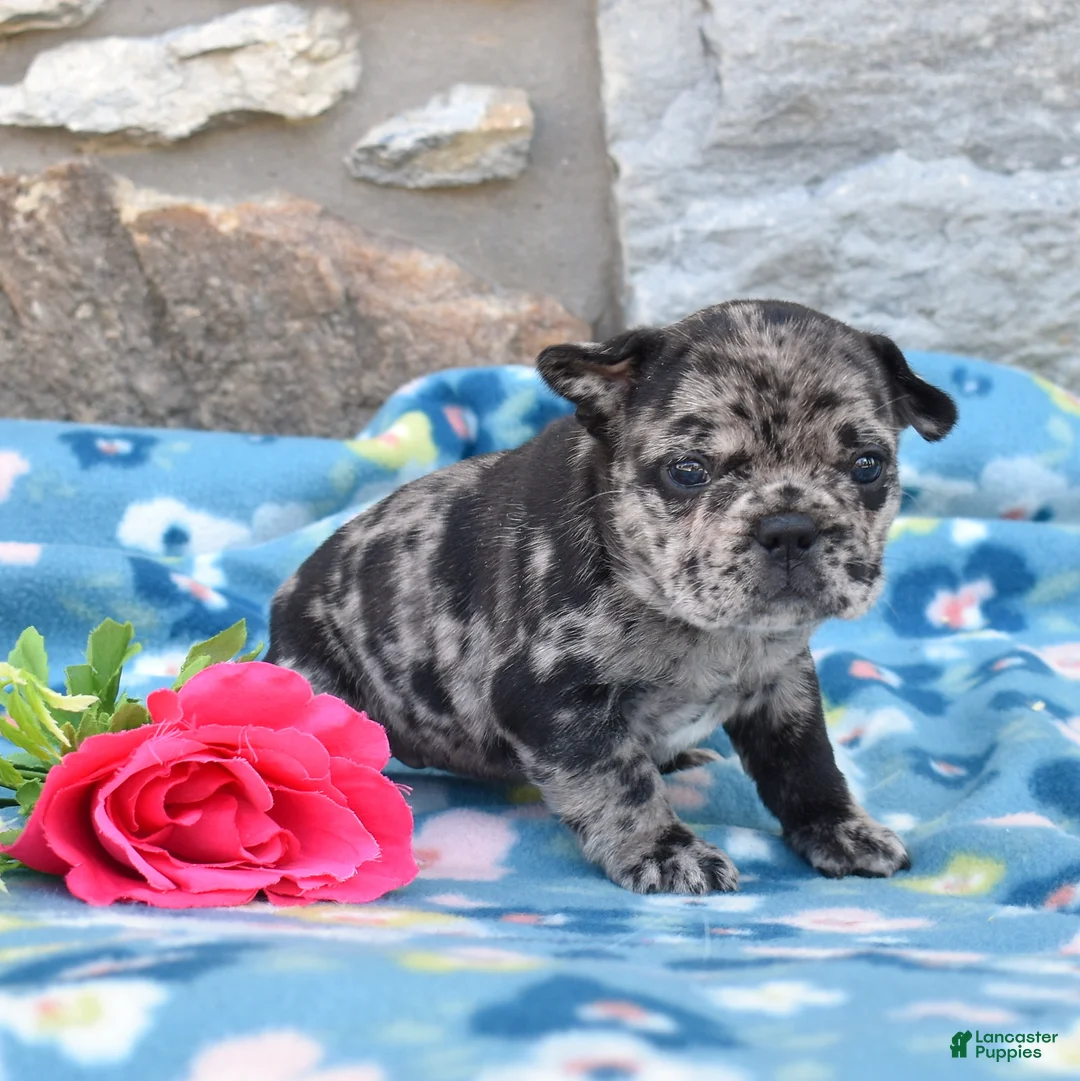 French Bulldog dogs for sale: Breeze - Ad 6