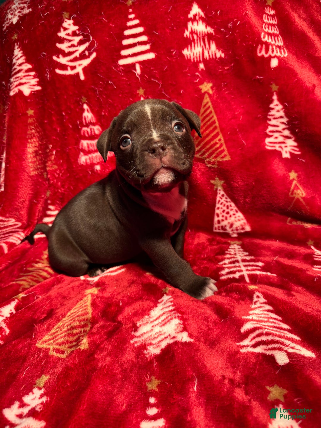 American Bully dogs for sale: American Bully Puppy 4 - Ad 1