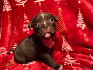 American Bully dogs American Bully Puppy 4 - Ad 15