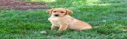 Labrador Retriever dogs for sale: Cheyenne - Ad 1