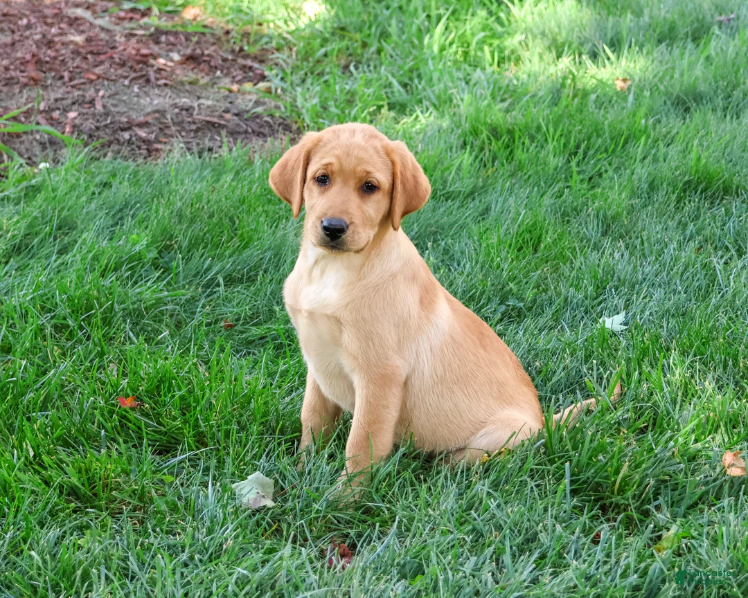 Labrador Retriever dogs for sale: Cheyenne - Ad 1