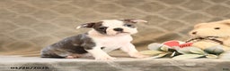 Boston Terrier dogs for sale: Hali - Ad 1