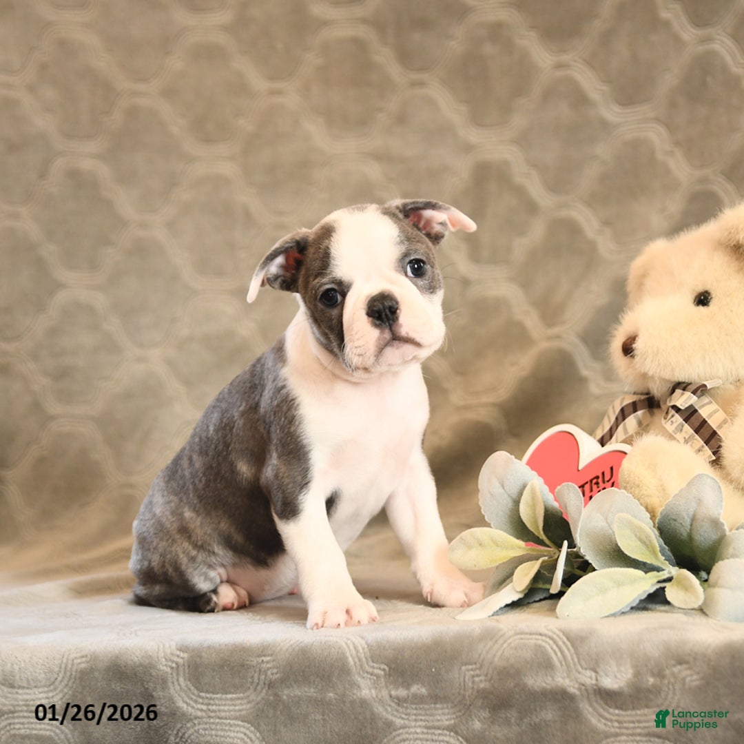 Boston Terrier dogs for sale: Hali - Ad 1