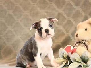 Boston Terrier dogs Hali - Ad 5