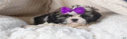 Shih Tzu dogs for sale: BAILEY - Ad 8