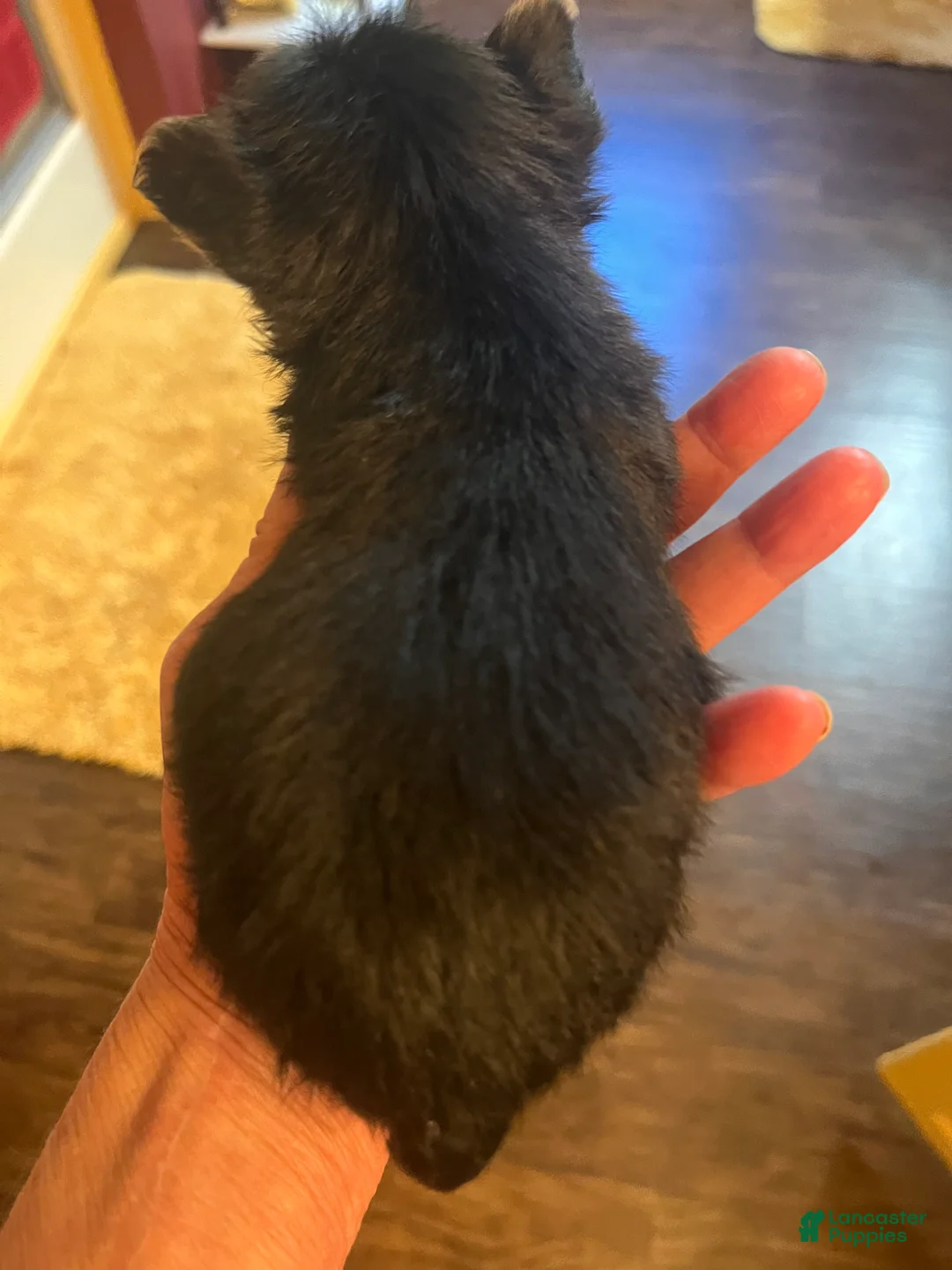 Yorkshire Terrier dogs for sale: Yorkshire Terrier 1 - Ad 2