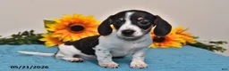 Miniature Dachshund dogs for sale: Lily - Ad 3