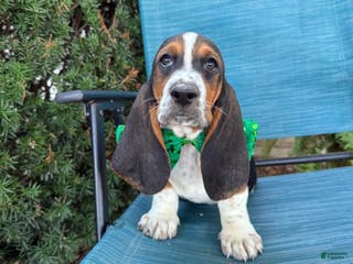 Basset Hound dogs Anthony - Ad 20