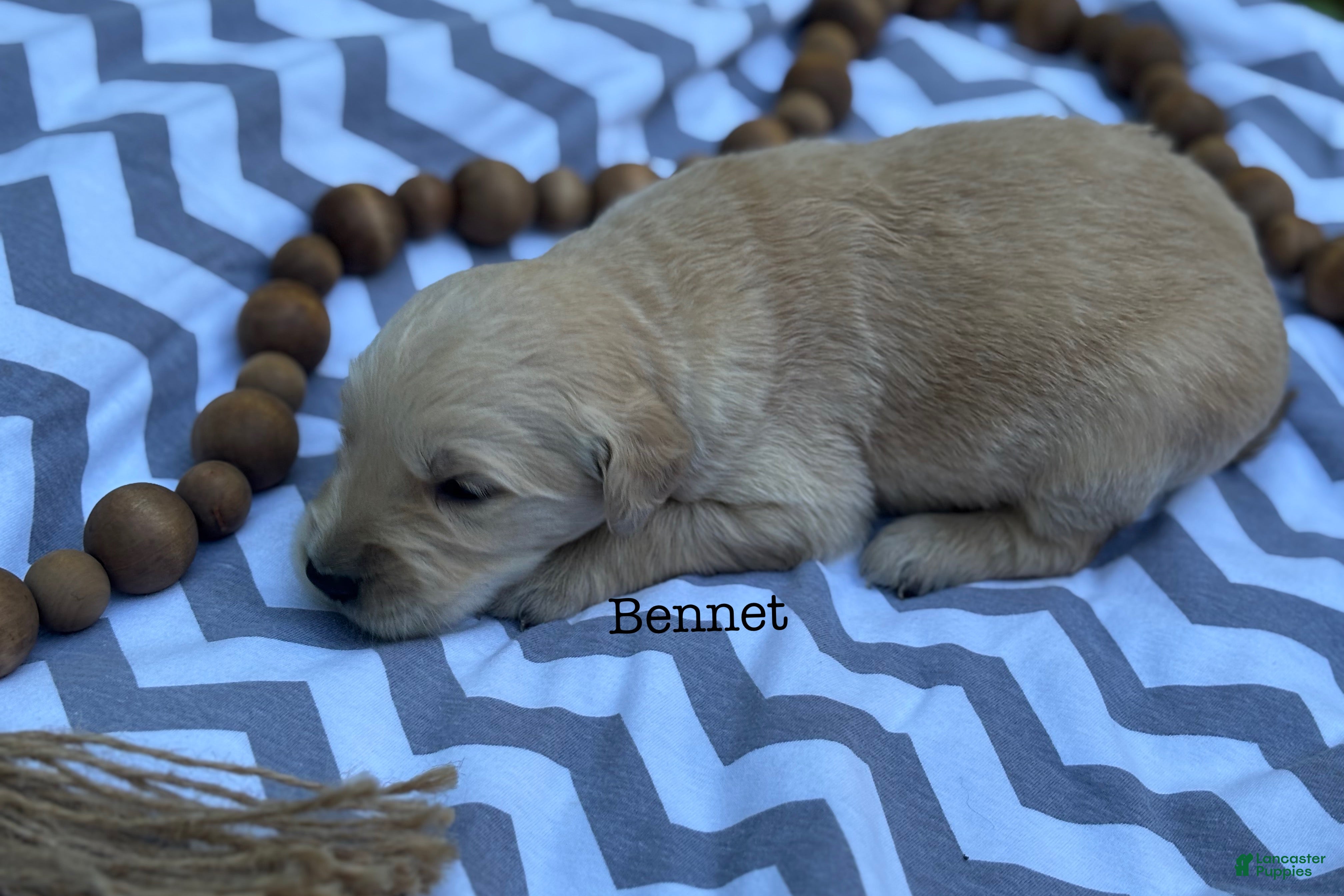 Golden Retriever dogs Bennet - Ad 1