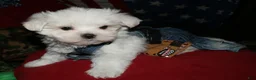 Maltese dogs for sale: Conrad - Ad 4