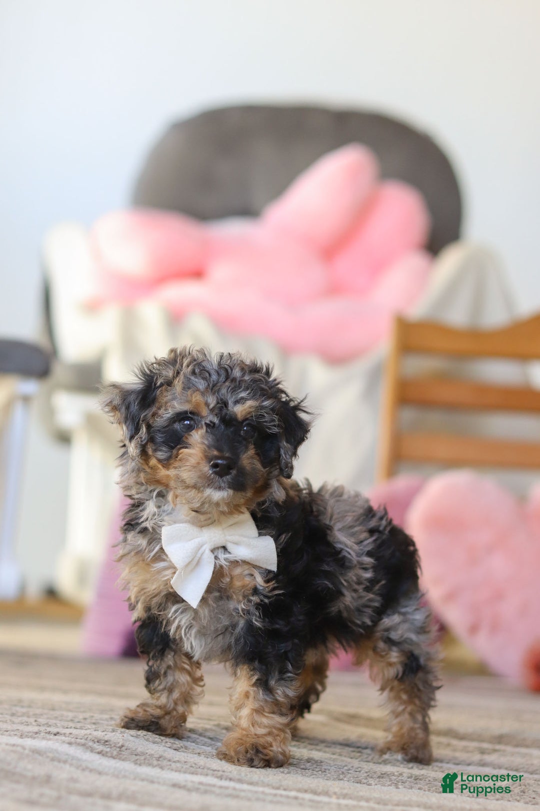 Miniature Poodle dogs for sale: Rome - Ad 6