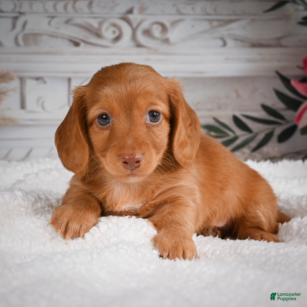 Miniature Dachshund dogs for sale: AKC-Bobby - Ad 2