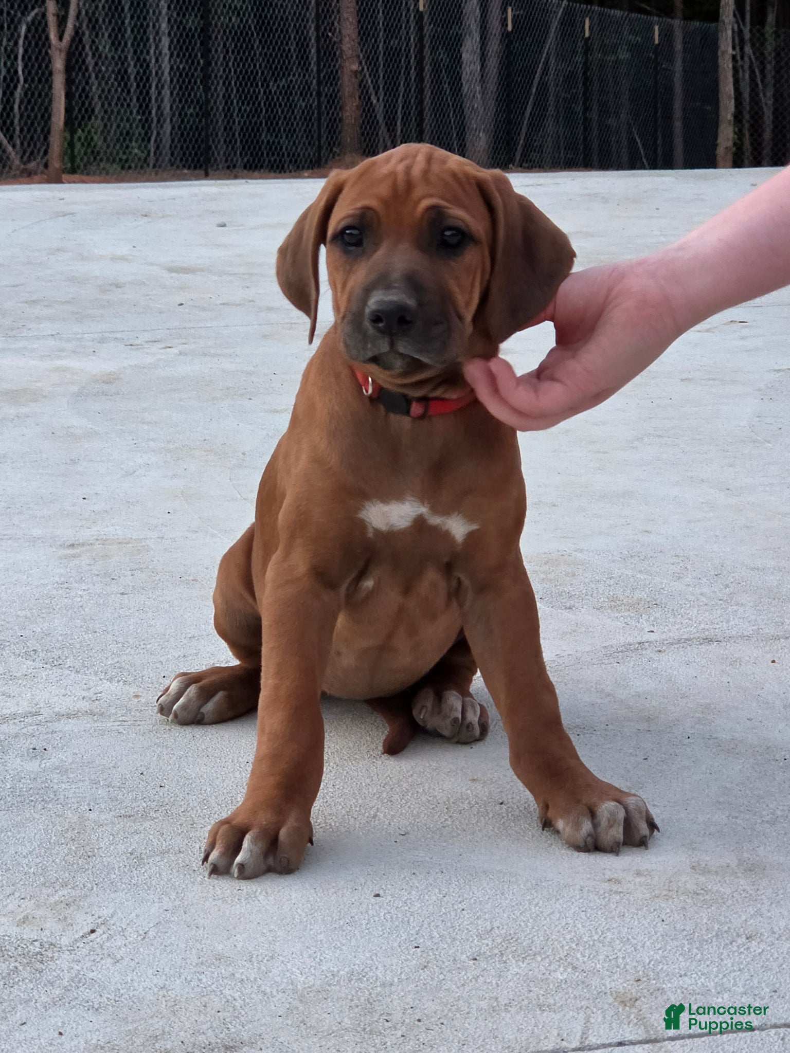 Rhodesian Ridgeback dogs Rhodesian Ridgeback Puppy 1 - Ad 1