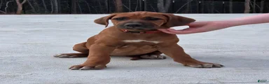 Rhodesian Ridgeback Puppy 1