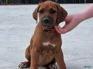 Rhodesian Ridgeback dogs for sale: Rhodesian Ridgeback Puppy 1 - Ad 3