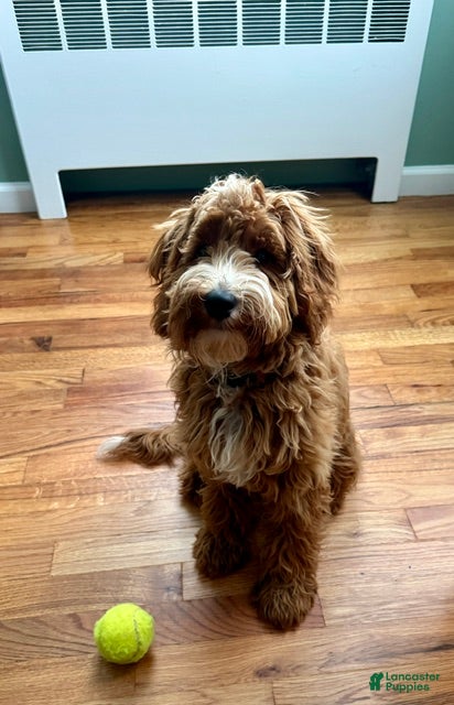 Irish Doodle dogs Irish Doodle 1 - Ad 21