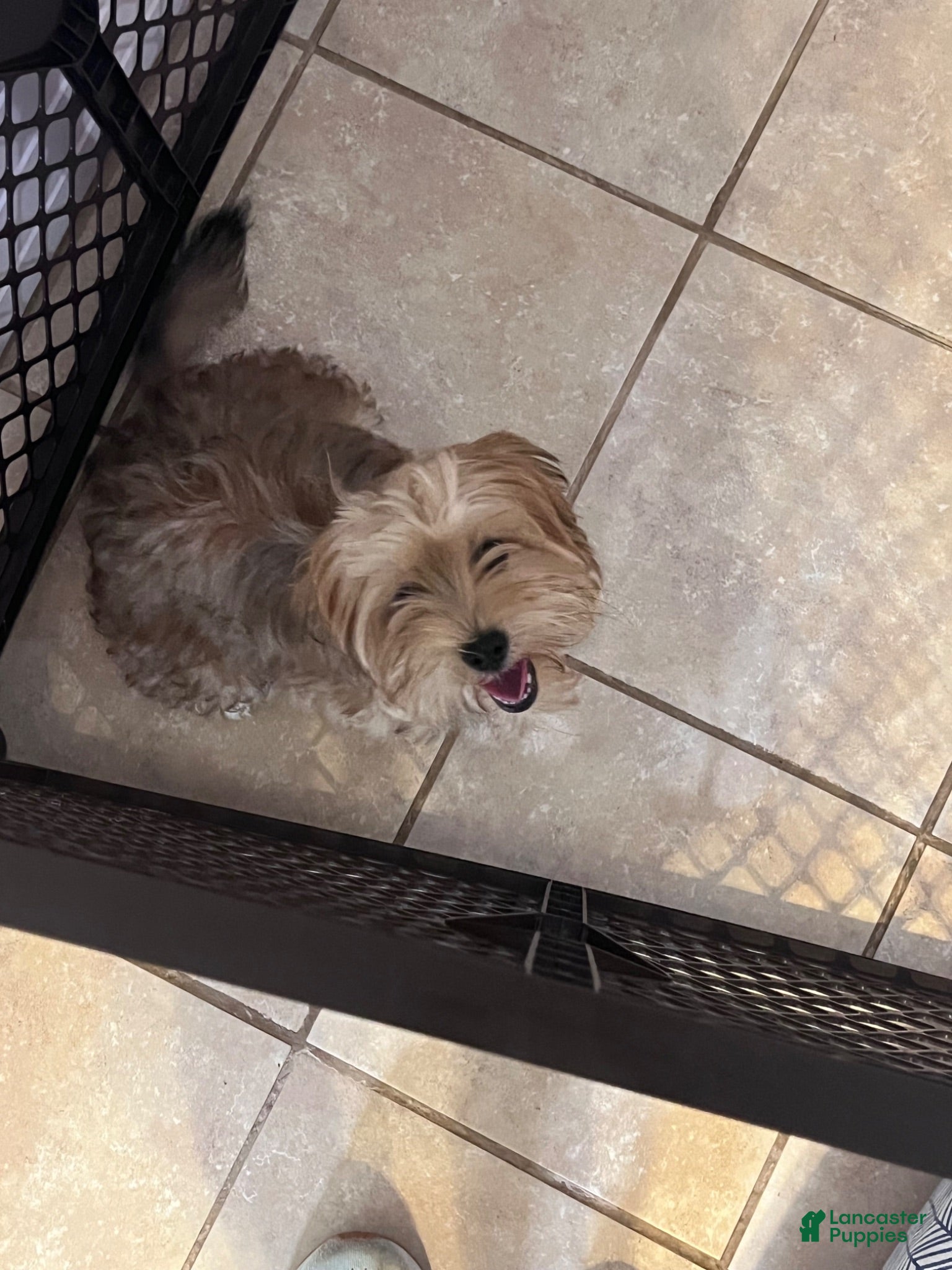 Morkie dogs Cloud Nine’s Solar Sequel {stud} - Ad 2