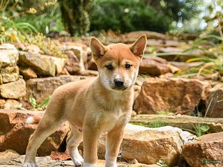Shiba Inu dogs - Ad 9