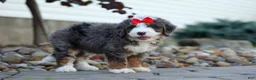 Mini Bernedoodle dogs for sale: 🐾 Meet Pilot 🐾 - Ad 12