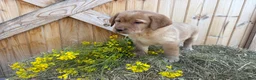 Labrador Retriever dogs for sale: Scarlette - Ad 2