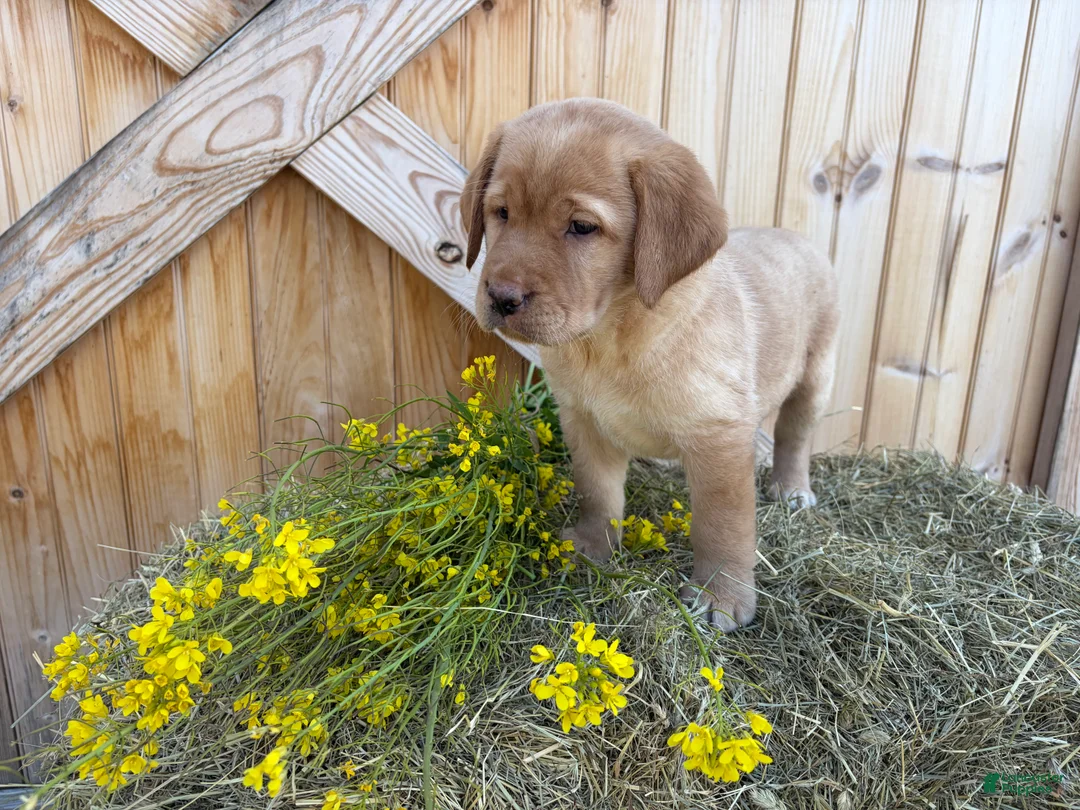Labrador Retriever dogs for sale: Scarlette - Ad 2