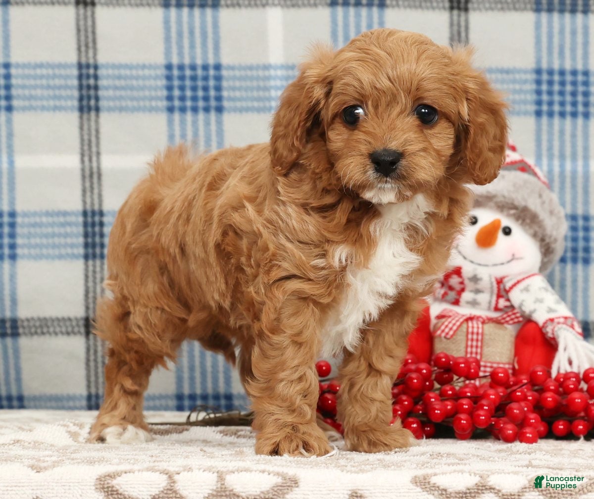 Cavapoo dogs Johnny - Ad 9