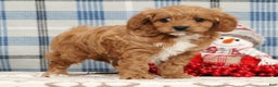 Cavapoo dogs for sale: Johnny - Ad 1