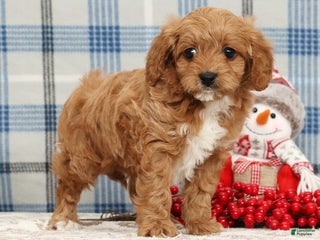 Cavapoo dogs Johnny - Ad 9