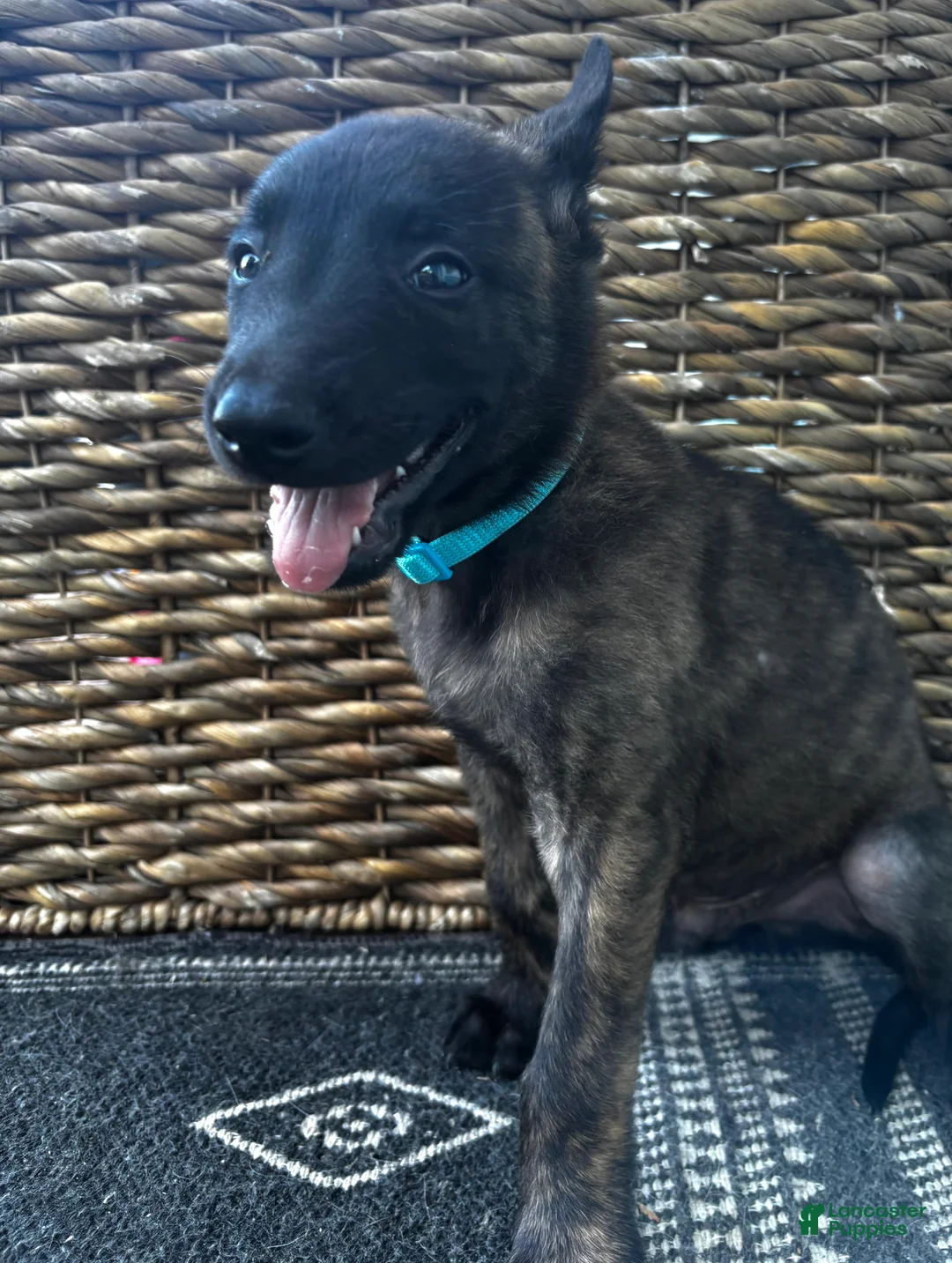 Dutch Shepherd dogs for sale: Dutch Shepherd 3 - Ad 2