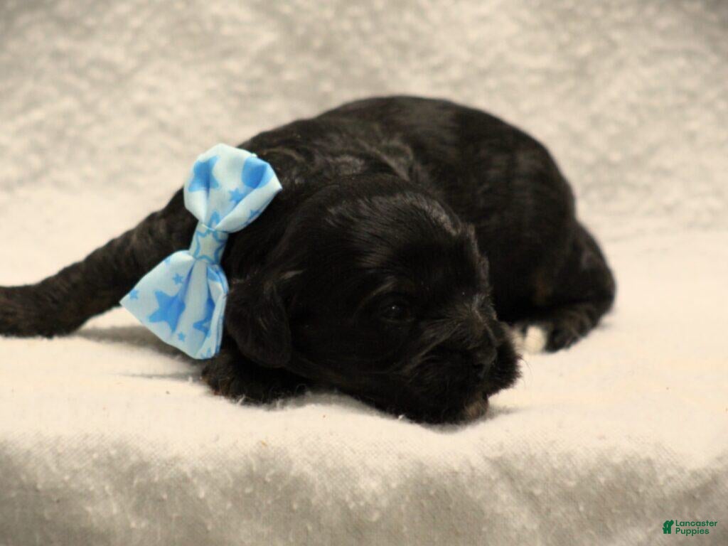 Cavapoo dogs Emerson - Ad 11