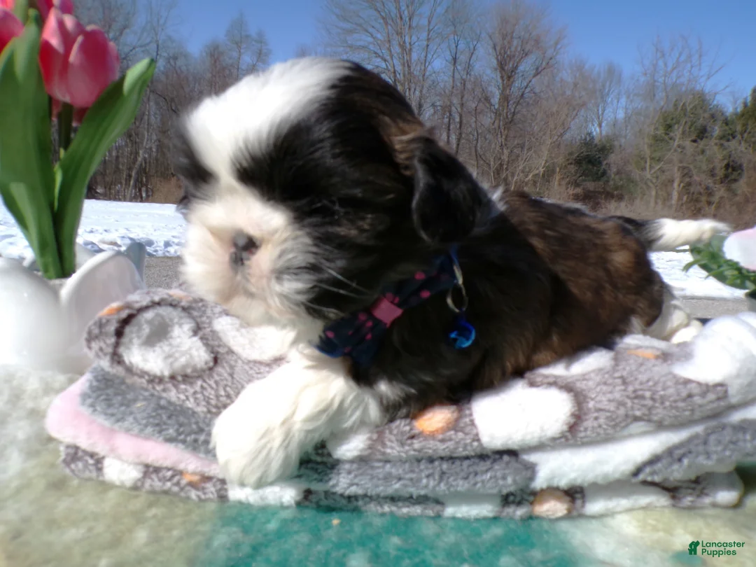 Shih Tzu dogs for sale: Shih Tzu Puppy 3 Leo - Ad 3