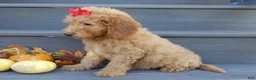 Mini Goldendoodle dogs for sale: Zara - Ad 4