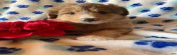 Mixed Breed dogs for sale: Lassie - Ad 4
