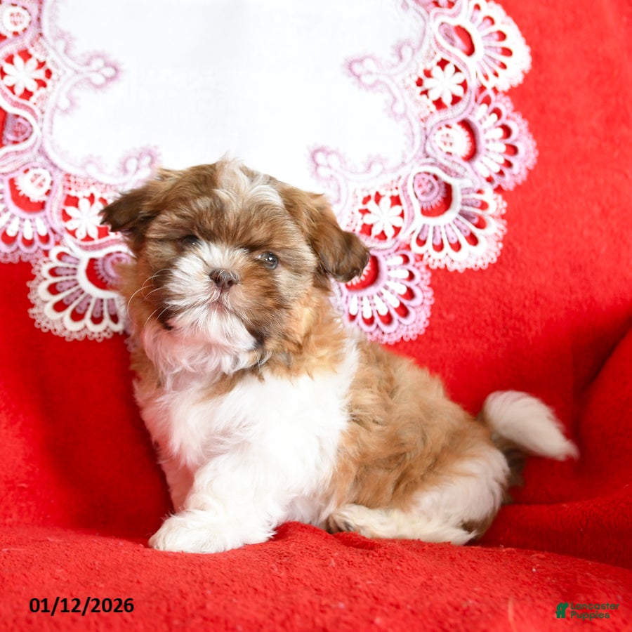 Shih Tzu dogs Yankee - Ad 16